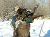 BC Wolf Hunt