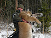 BC Lynx Hunts