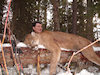 BC Cougar Hunts