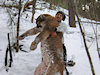 BC Lynx Hunts