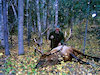 Rocky Mountain Elk Hunts
